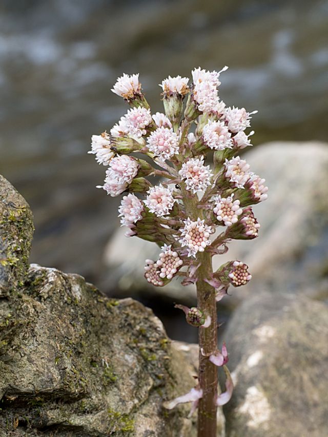 Petasites hybridus  (Asteraceae)